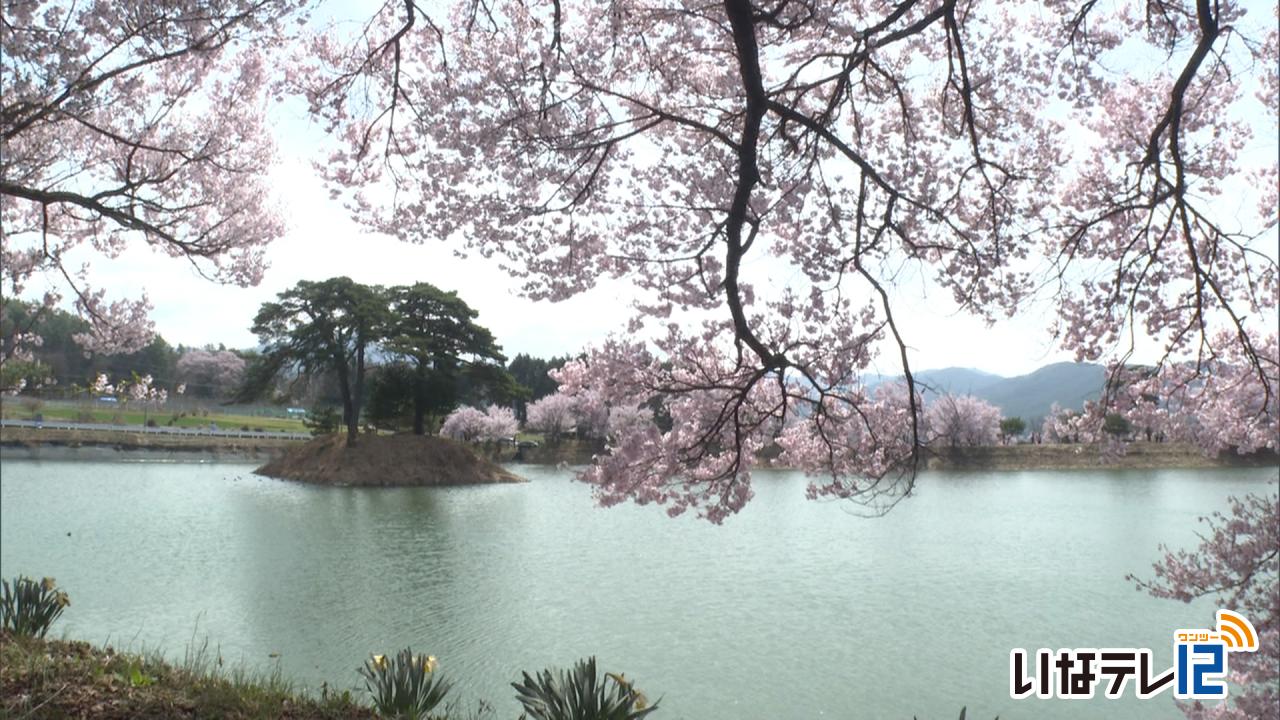 六道の堤　花見客でにぎわう