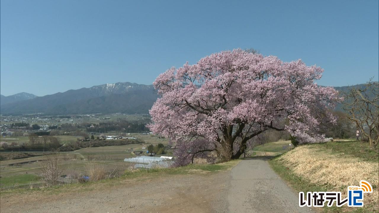 上ノ平城跡の一本桜が満開