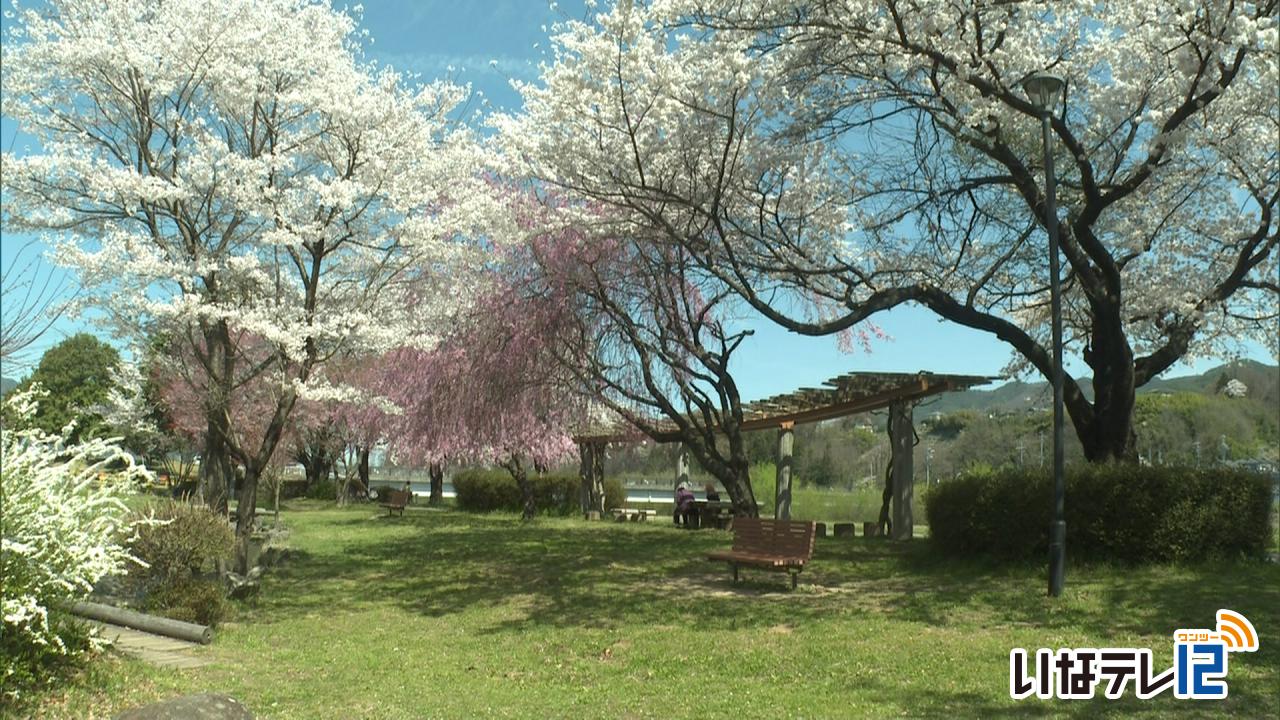 みのわ天竜公園　桜見頃