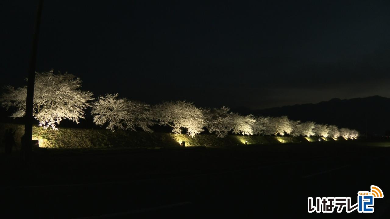 三峰川堤防桜並木 ライトアップ