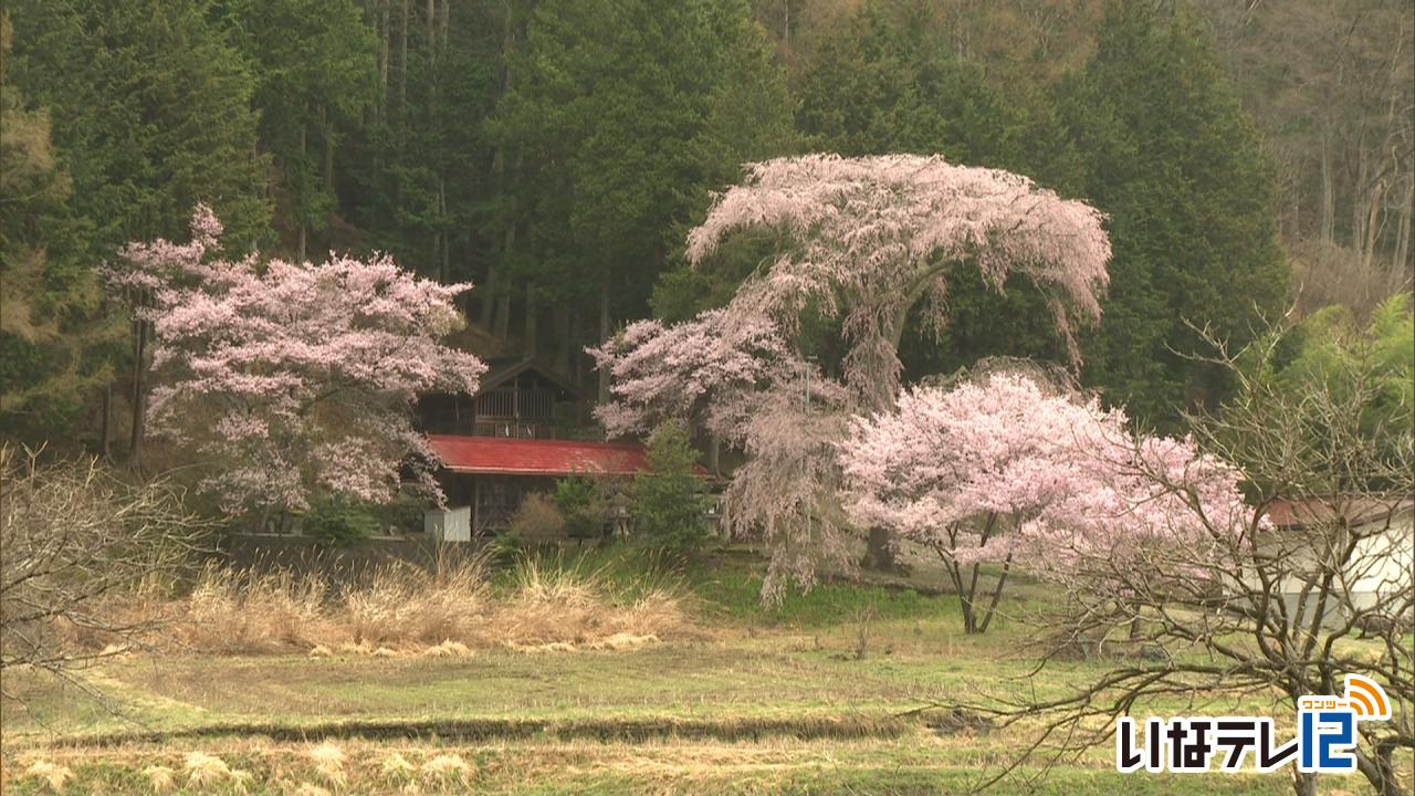 熊野神社の枝垂れ桜見ごろ