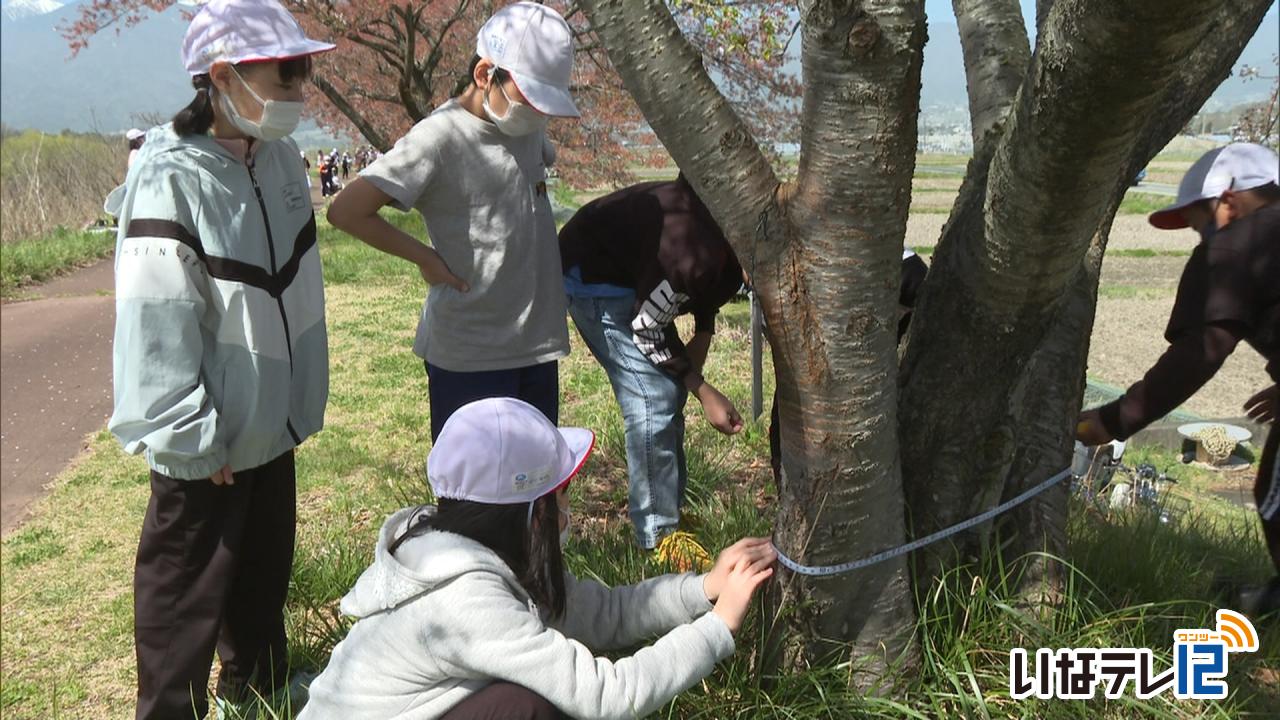 美篶小学校の児童が春の桜並木活動