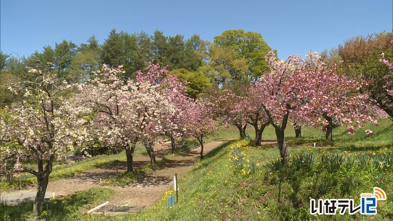 花の丘公園の八重桜が見頃