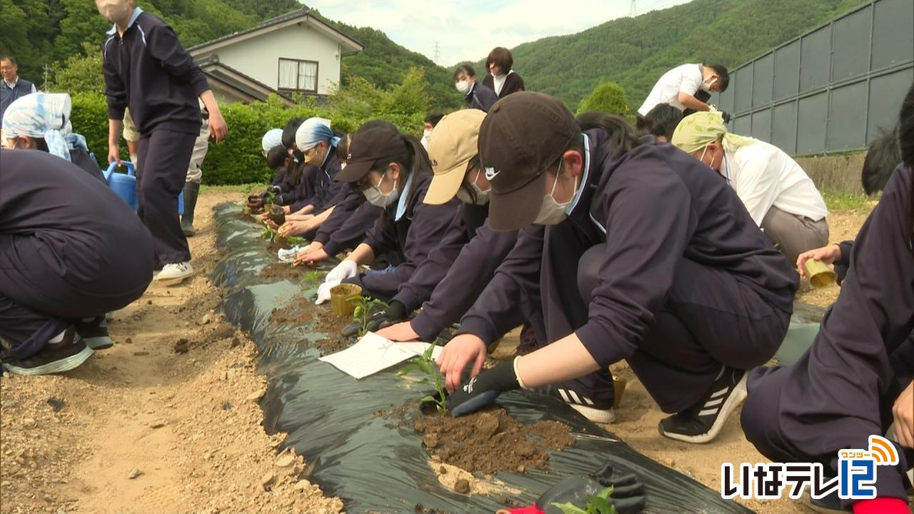 教育・文化・芸能｜高遠中学校２・３年生が芝平なんばんの苗植え