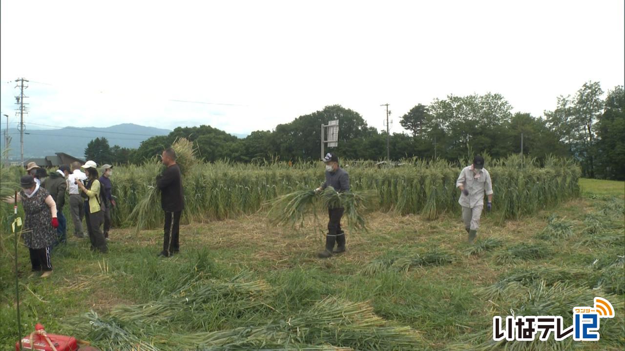 農福連携　麦ストロー用の麦を収穫