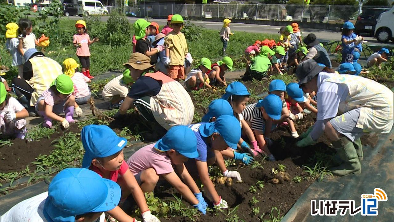 最高気温３３.４度　園児がジャガイモ掘り