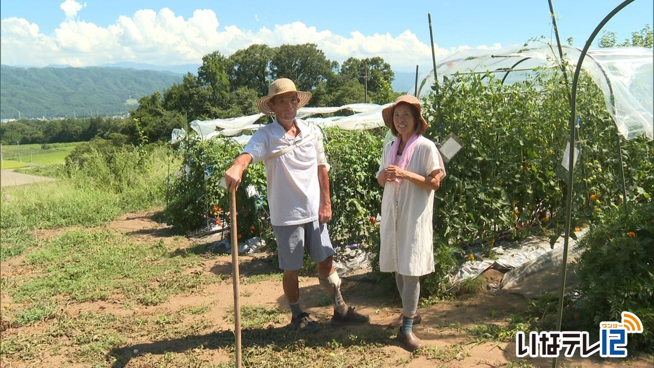 山川さんの畑でトマトの収穫体験