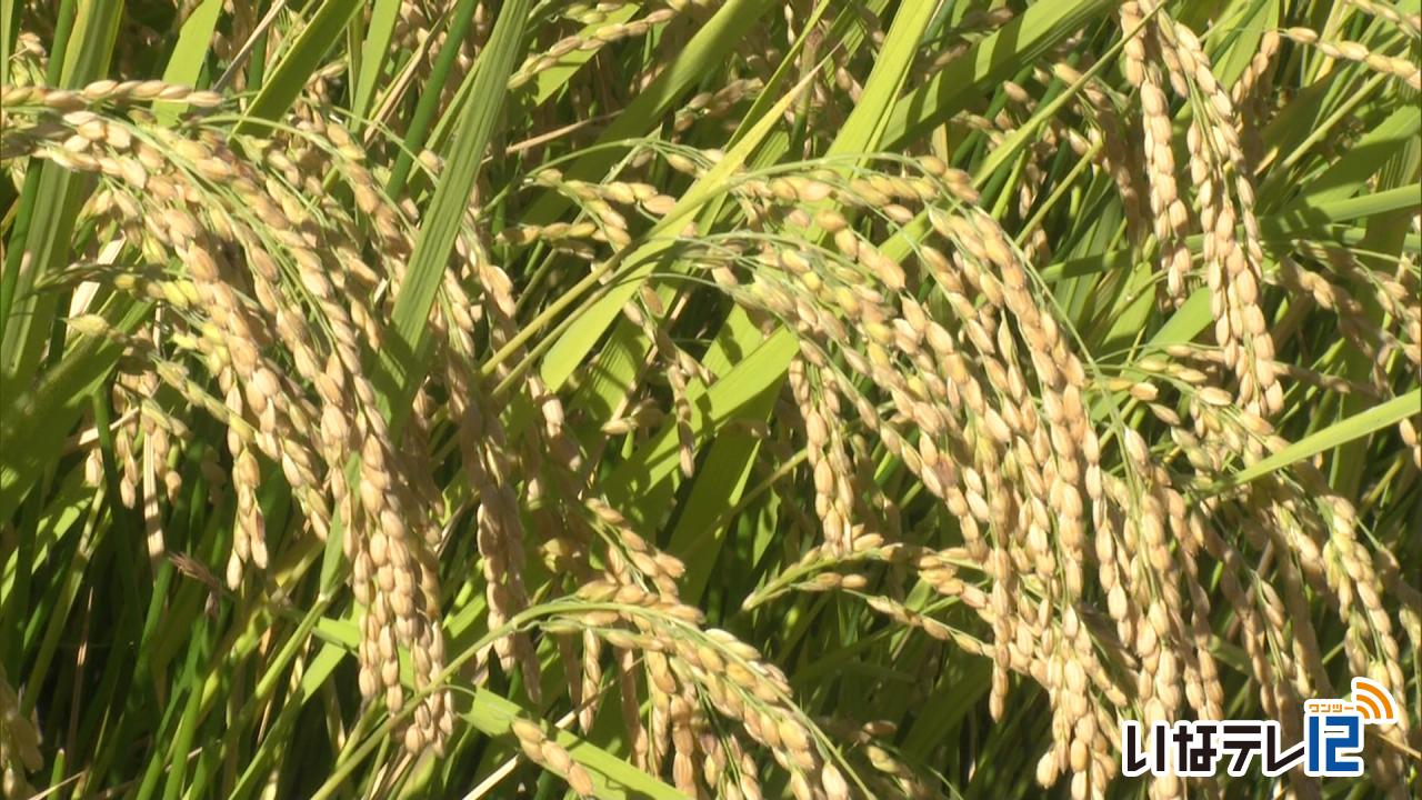 今年度水稲作柄概況　県内「平年並み」