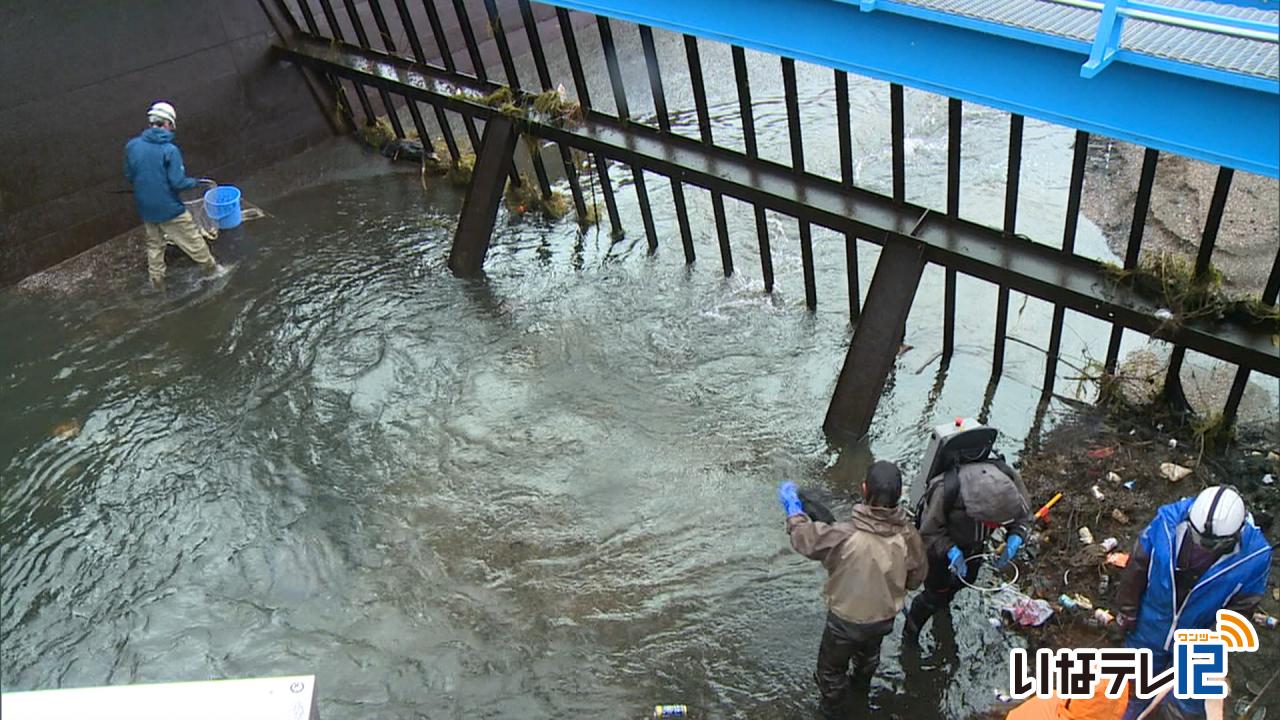西天竜幹線水路の外来魚を駆除