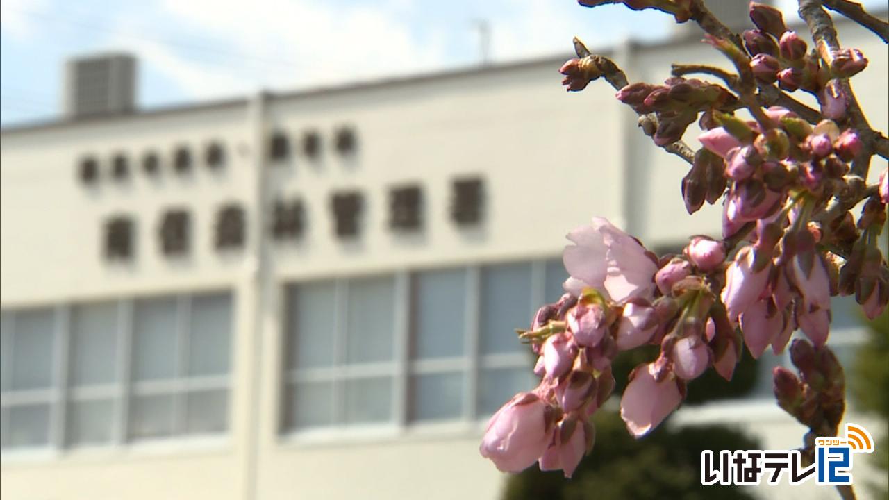 南信森林管理署　桜が数輪開花　