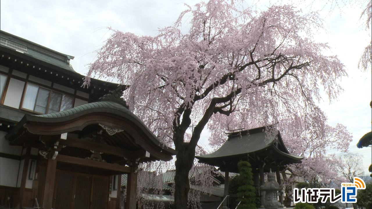長桂寺の枝垂れ桜　満開