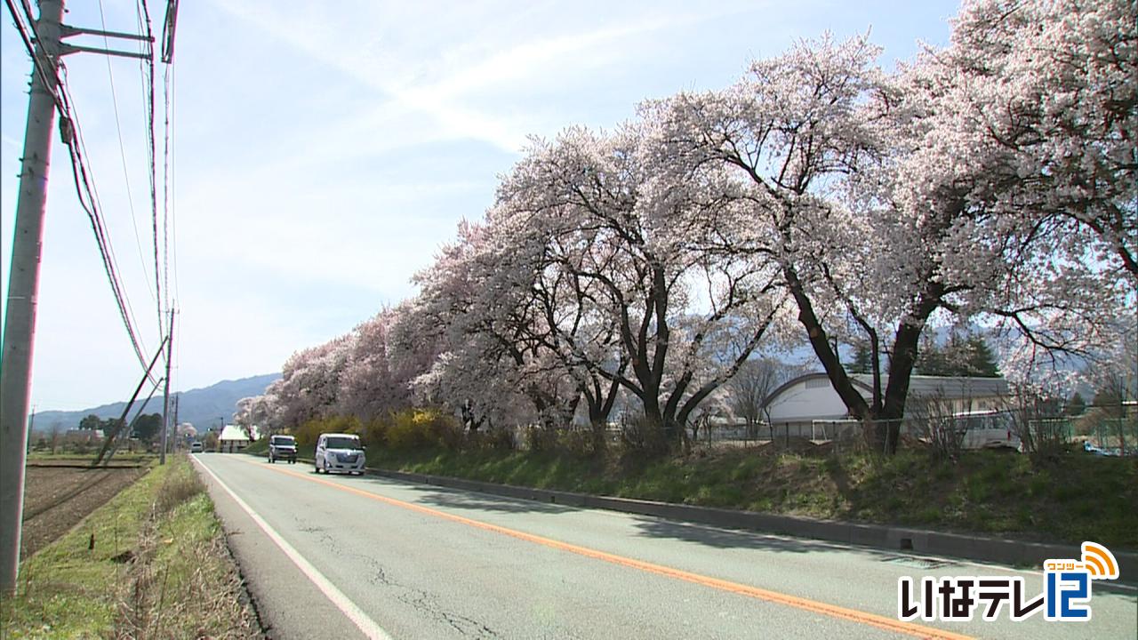 今年初の夏日２５．９度　上農周辺の桜見ごろ