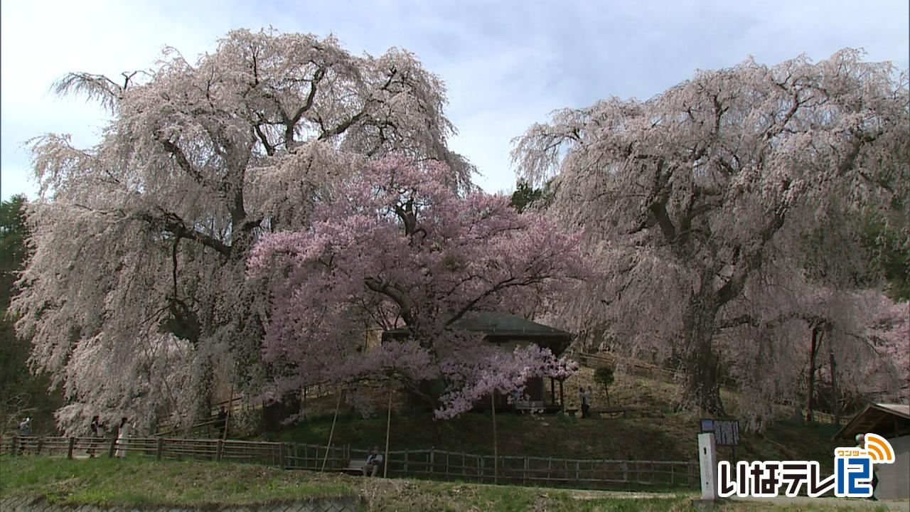 勝間薬師堂の枝垂れ桜　見ごろ