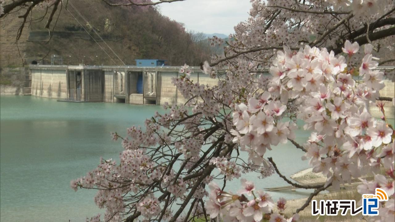 美和ダム周辺の桜見ごろ