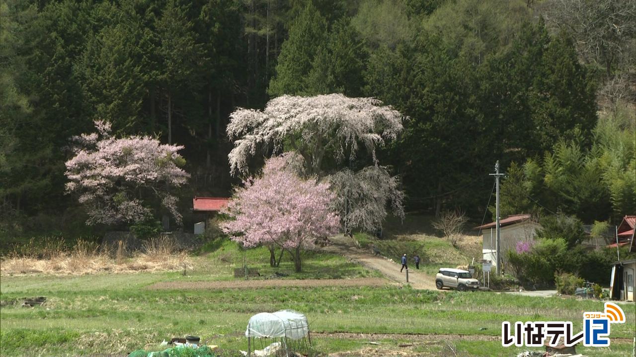 熊野神社の枝垂れ桜