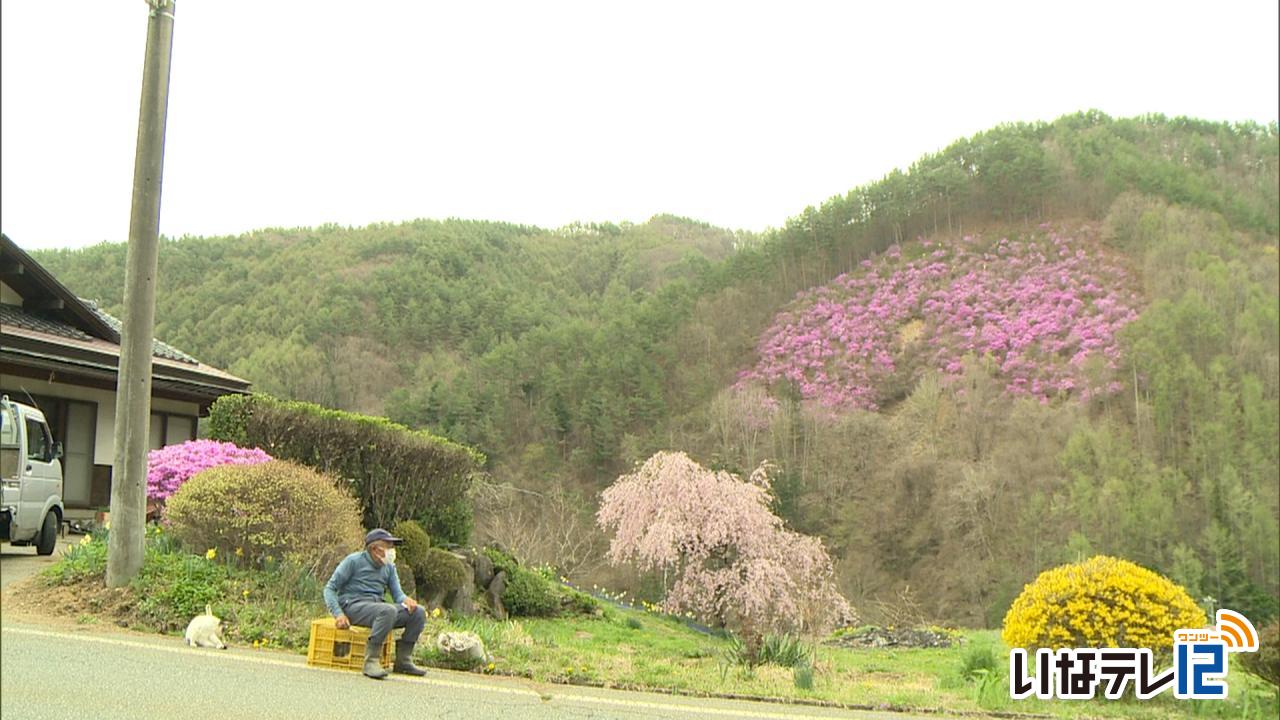 伊那市高遠町松倉でイワヤマツツジ　咲き誇る