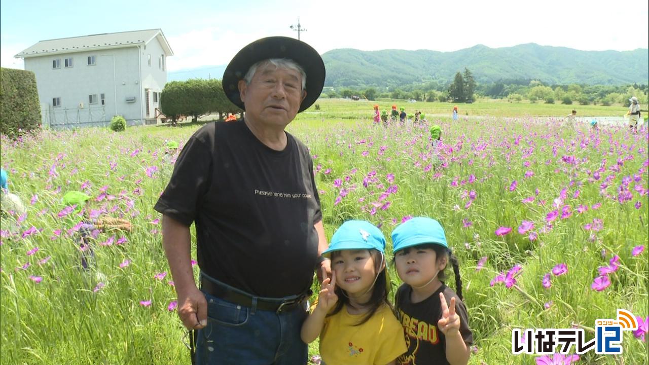 青島の矢島さん宅　ムギナデシコが見頃