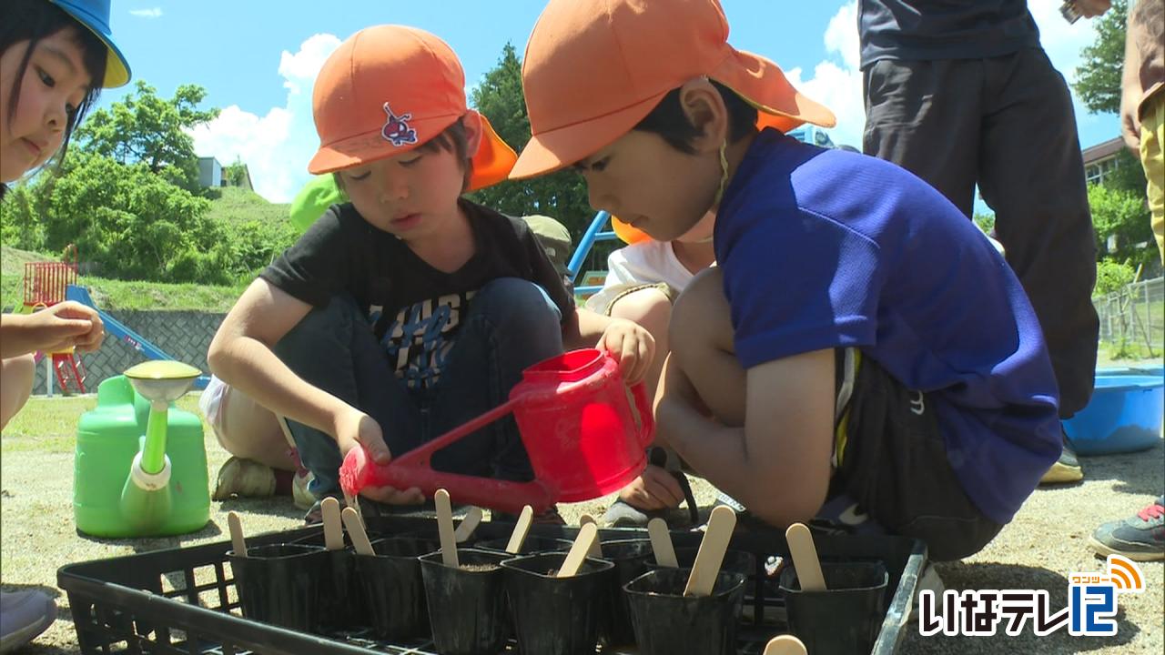 新山保育園　ハロウィンかぼちゃの種まき