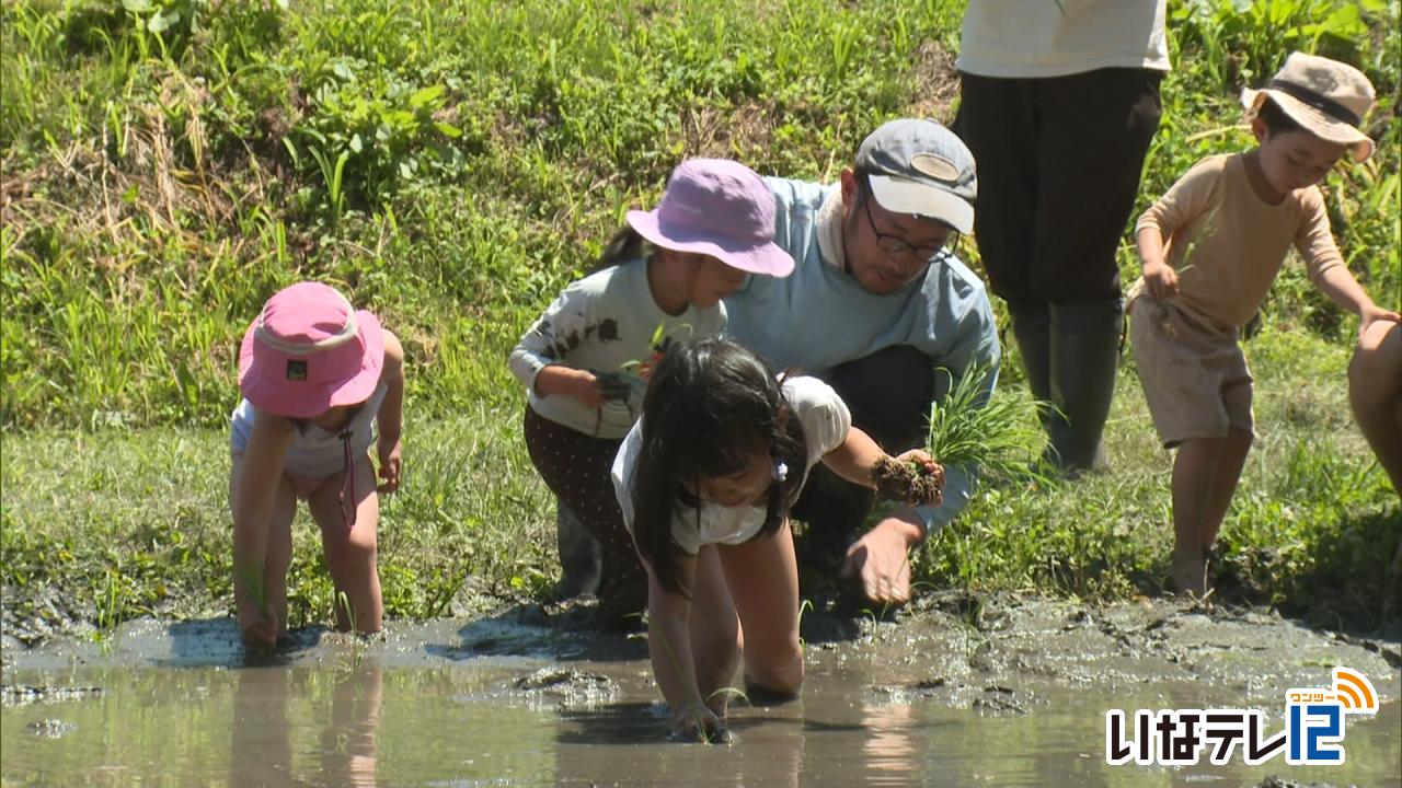 はらぺこ園児たちが田植え