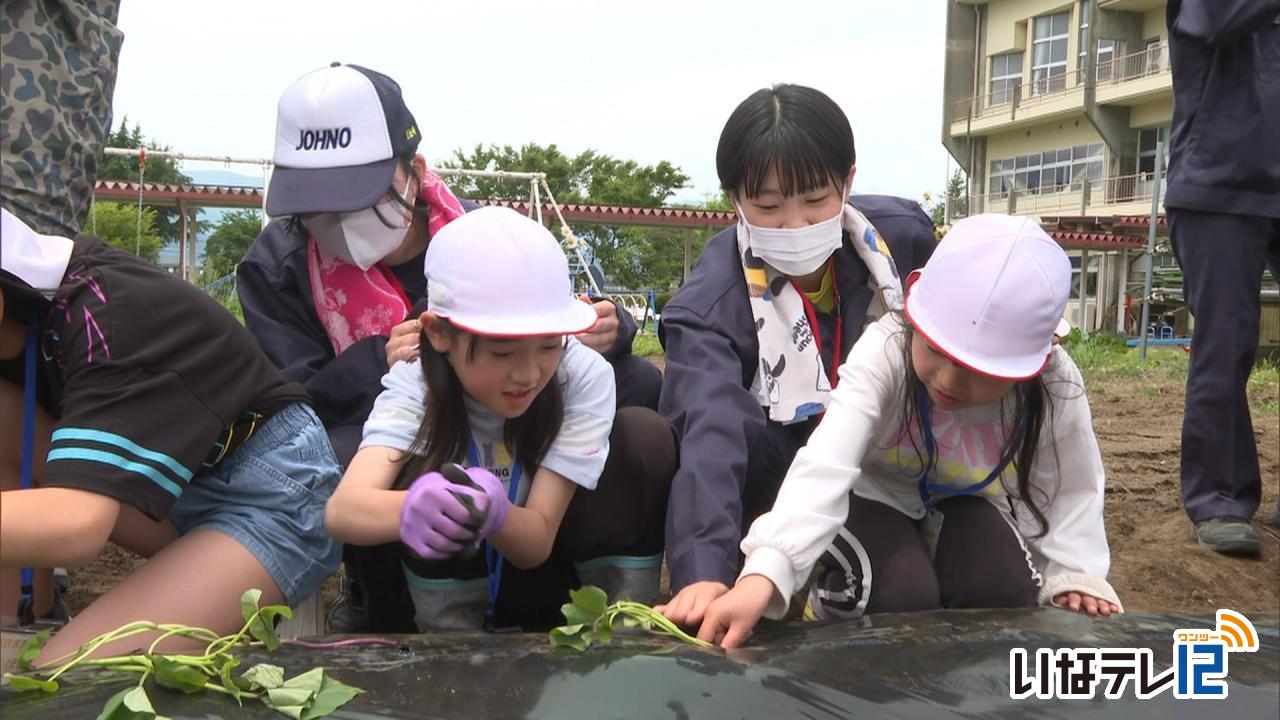 上農生と富県小児童サツマイモ植え