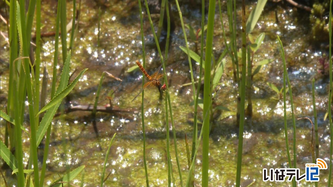 ハッチョウトンボ　繁殖始まる