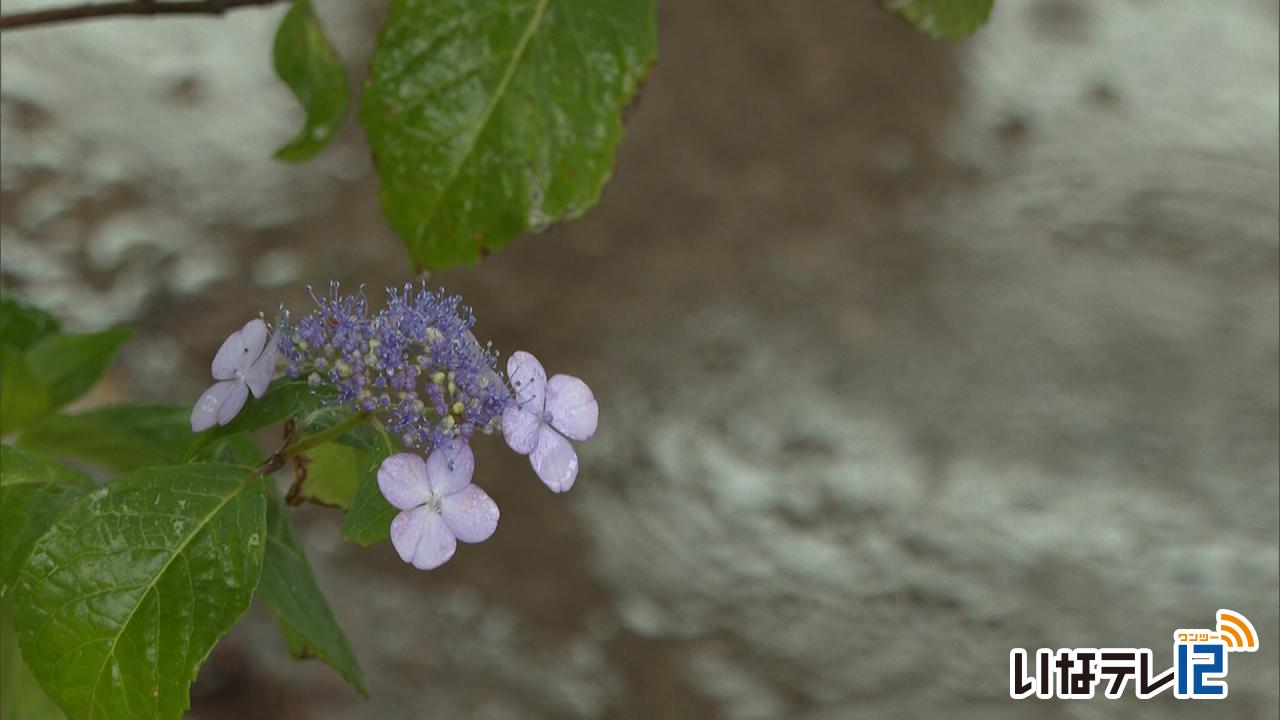 平年より１４日遅い梅雨入り