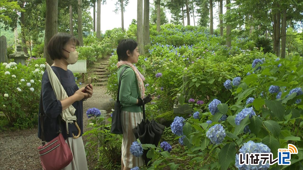 深妙寺であじさい見頃迎える