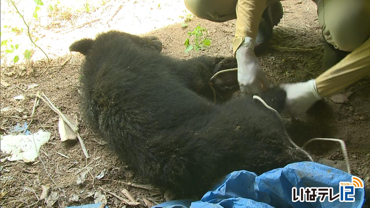 伊那市小沢でクマが罠にかかる