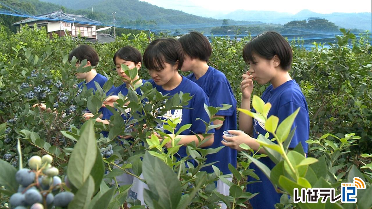 東京の高校生がブルーベリー狩り