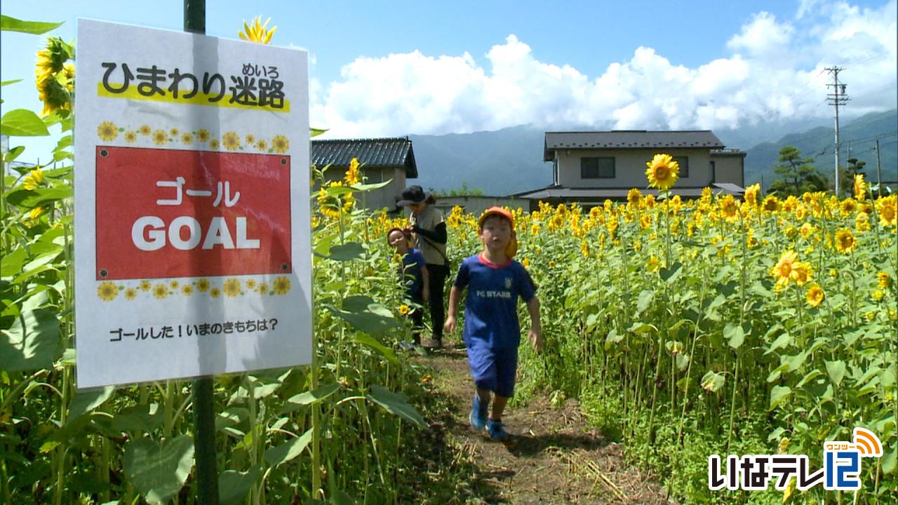 １万本のひまわり迷路が完成