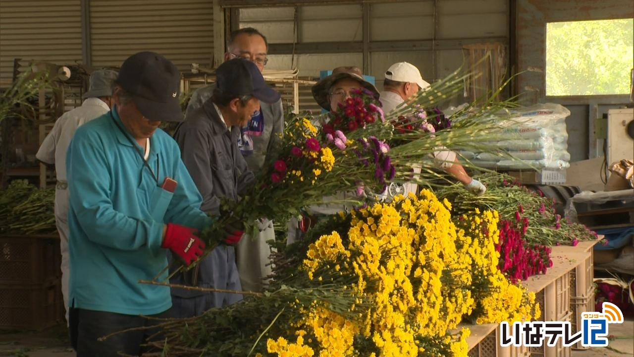 南箕輪村の農家 盆花の販売に向け準備