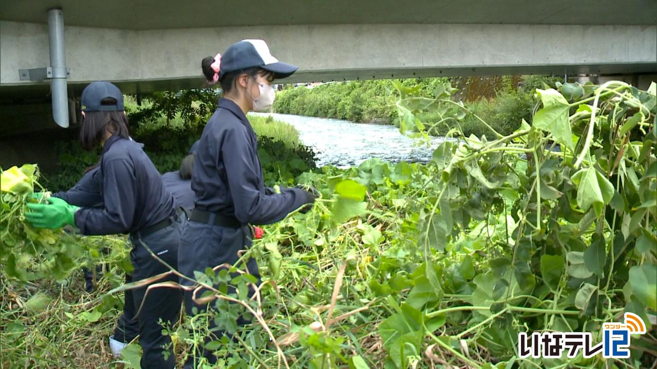 上農生がアレチウリ駆除作業