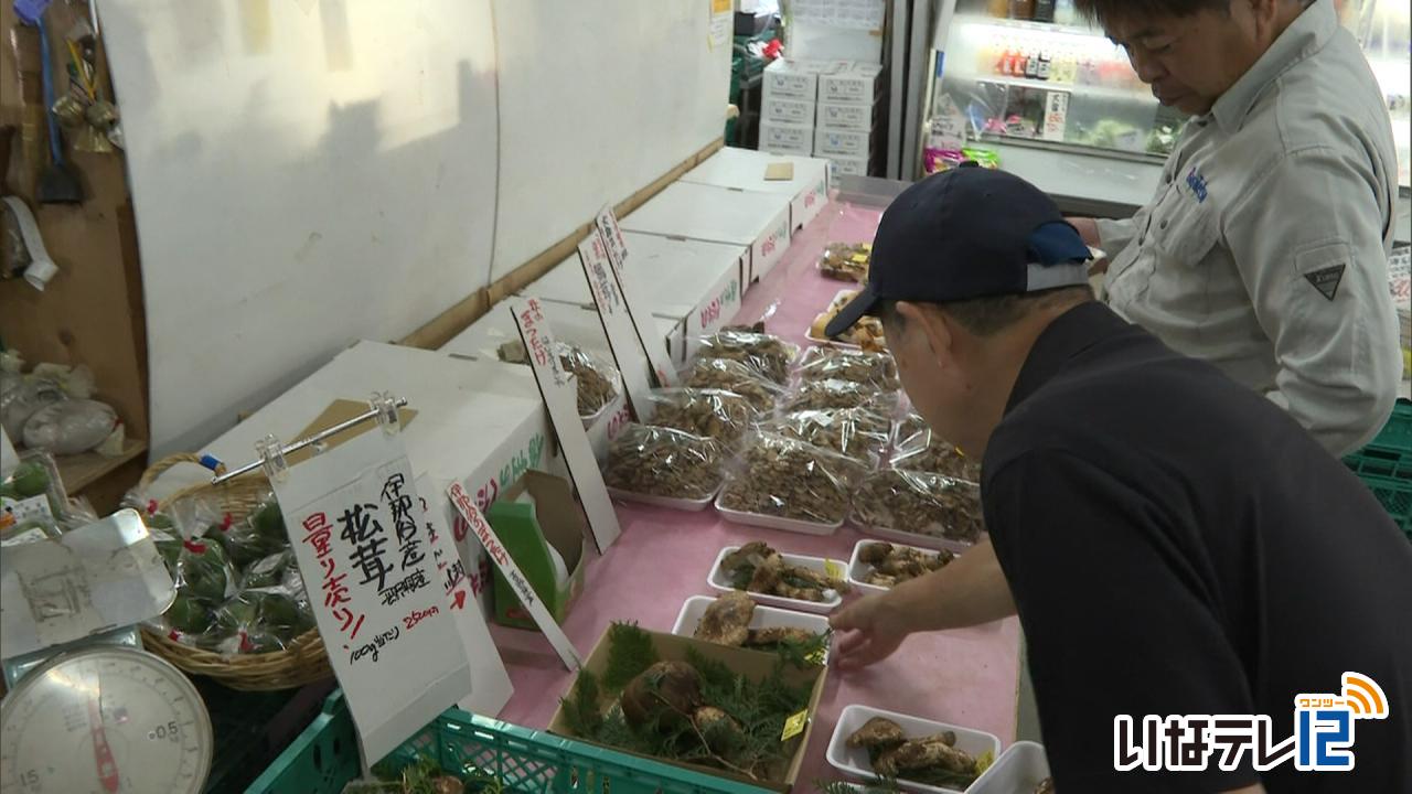 秋の味覚 マツタケの販売始まる