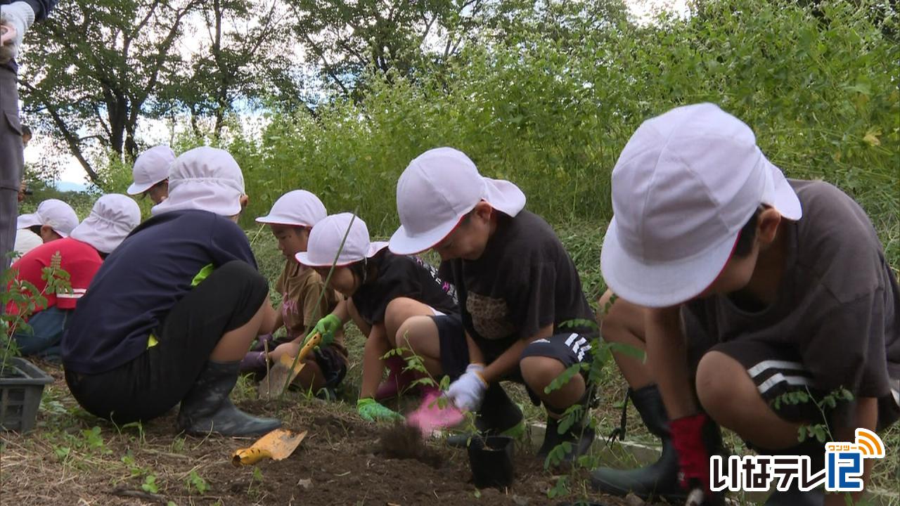 西春近北小３年　コマツナギ植樹