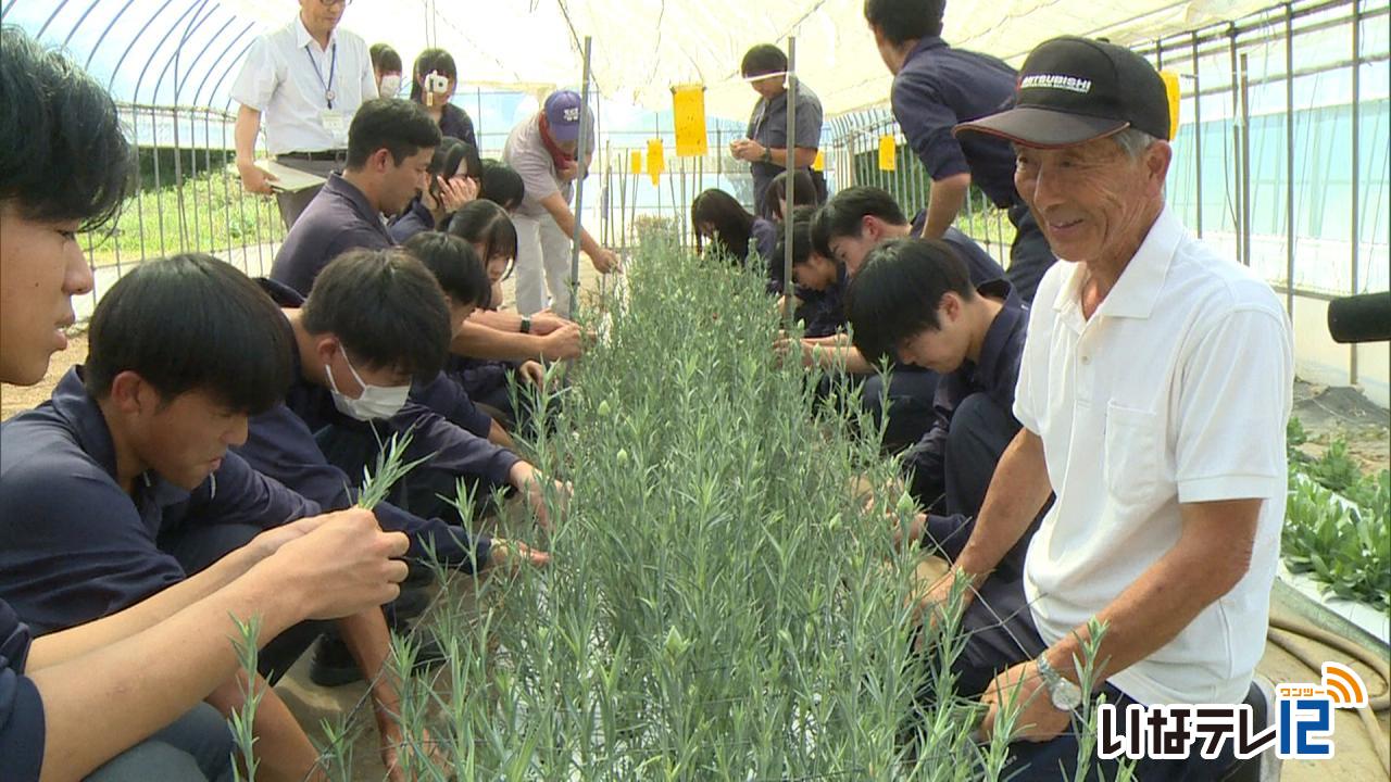 上農　プロから花の栽培技術を学ぶ