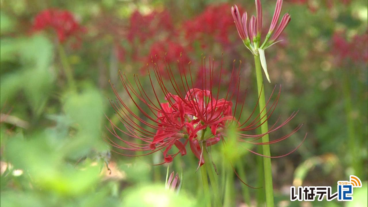 美篶で彼岸花が見ごろ