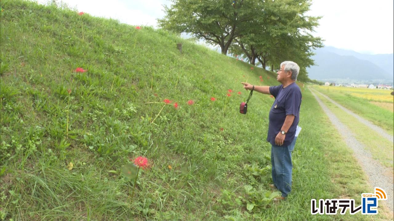 美篶の三峰川堤防沿いの彼岸花が見頃