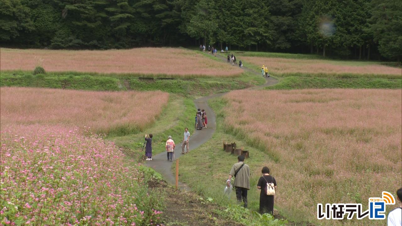 赤そばの里祭り始まる