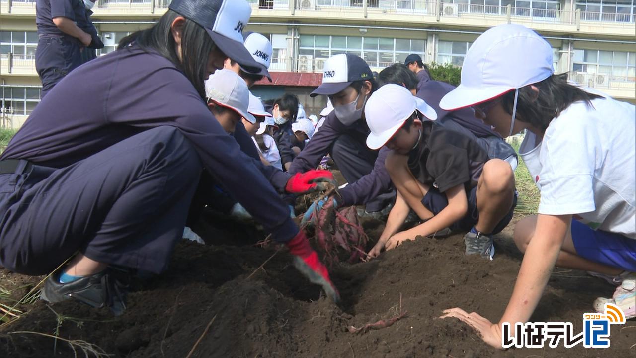 上農生と富県小児童がサツマイモ収穫