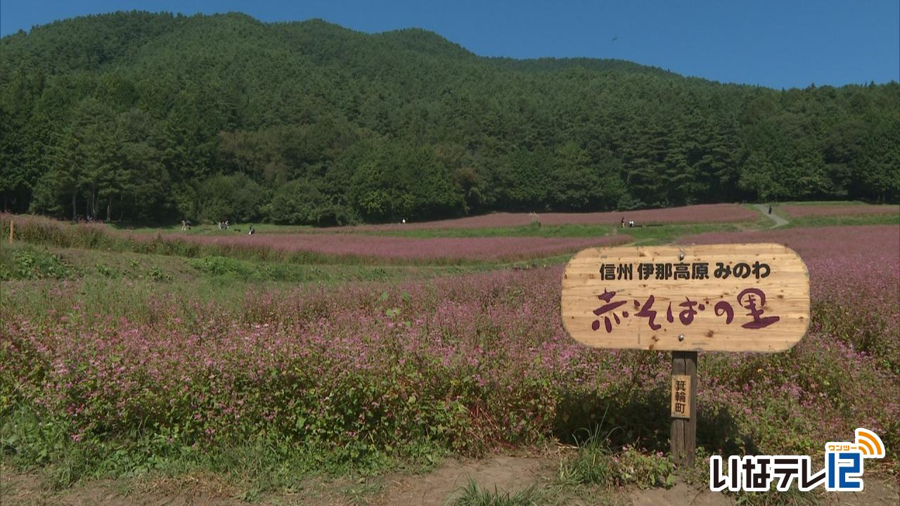 赤そばの里 高嶺ルビー満開