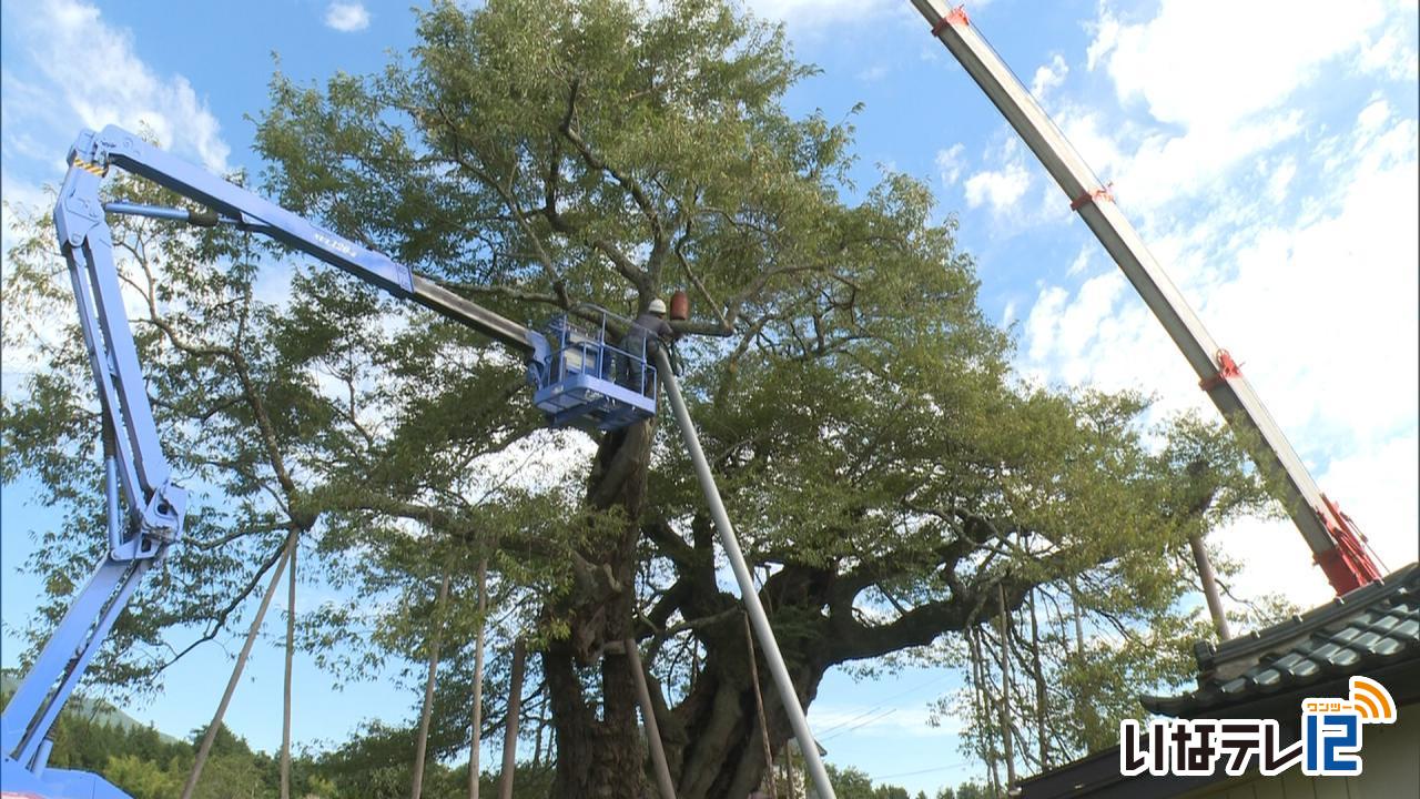 中曽根の権現桜　保存作業