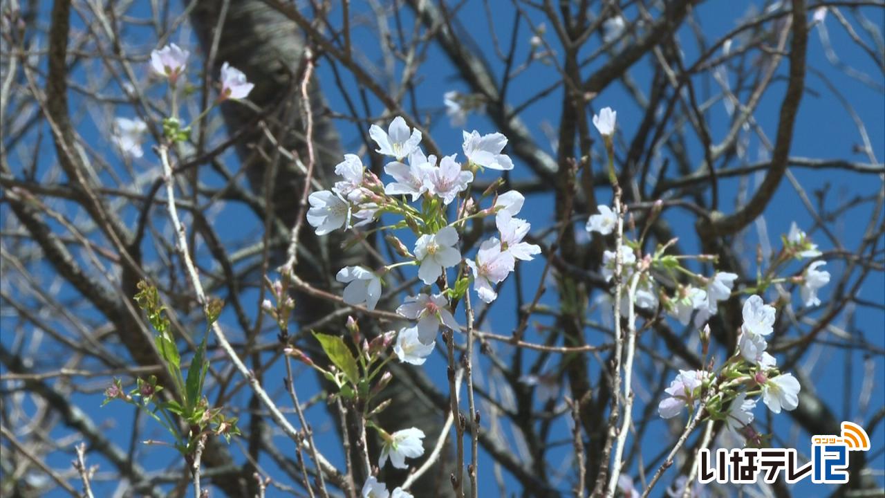 大泉新田グラウンドに桜