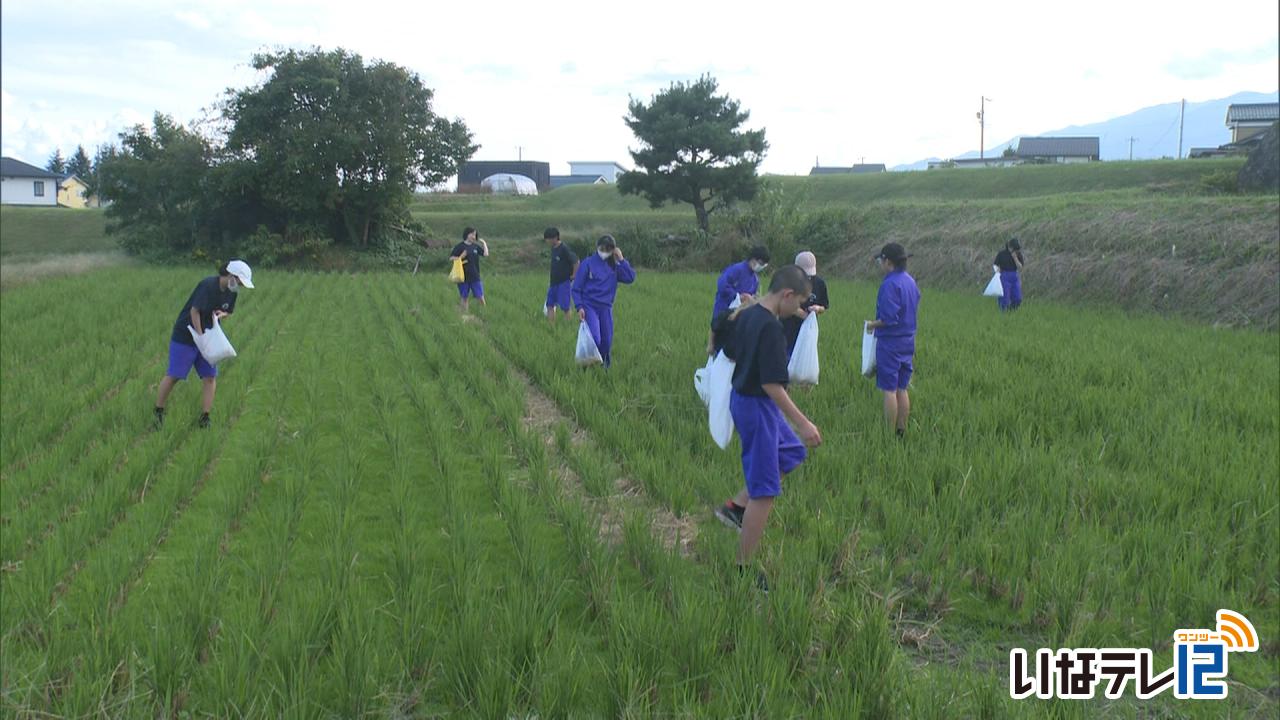 くらし・話題｜南箕輪中伝統行事　落ち穂拾い