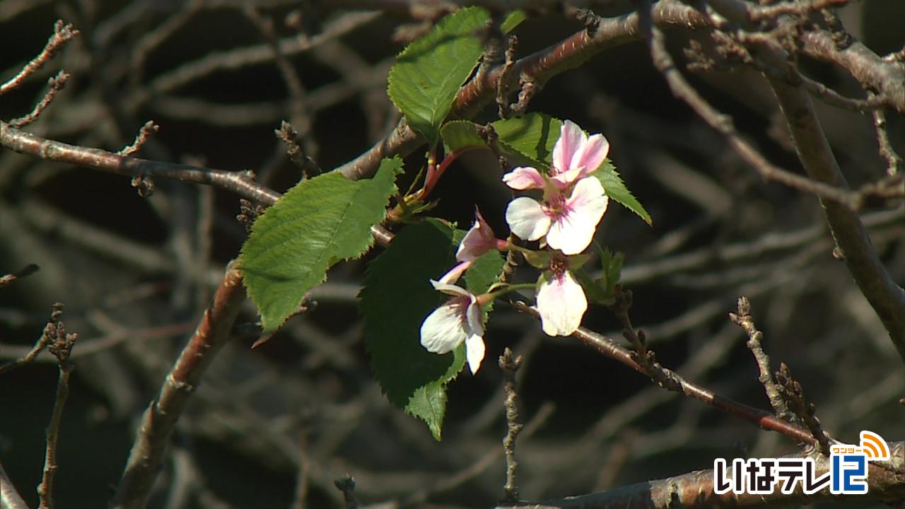 くらし・話題｜伊那市西春近で桜の花が数輪咲く