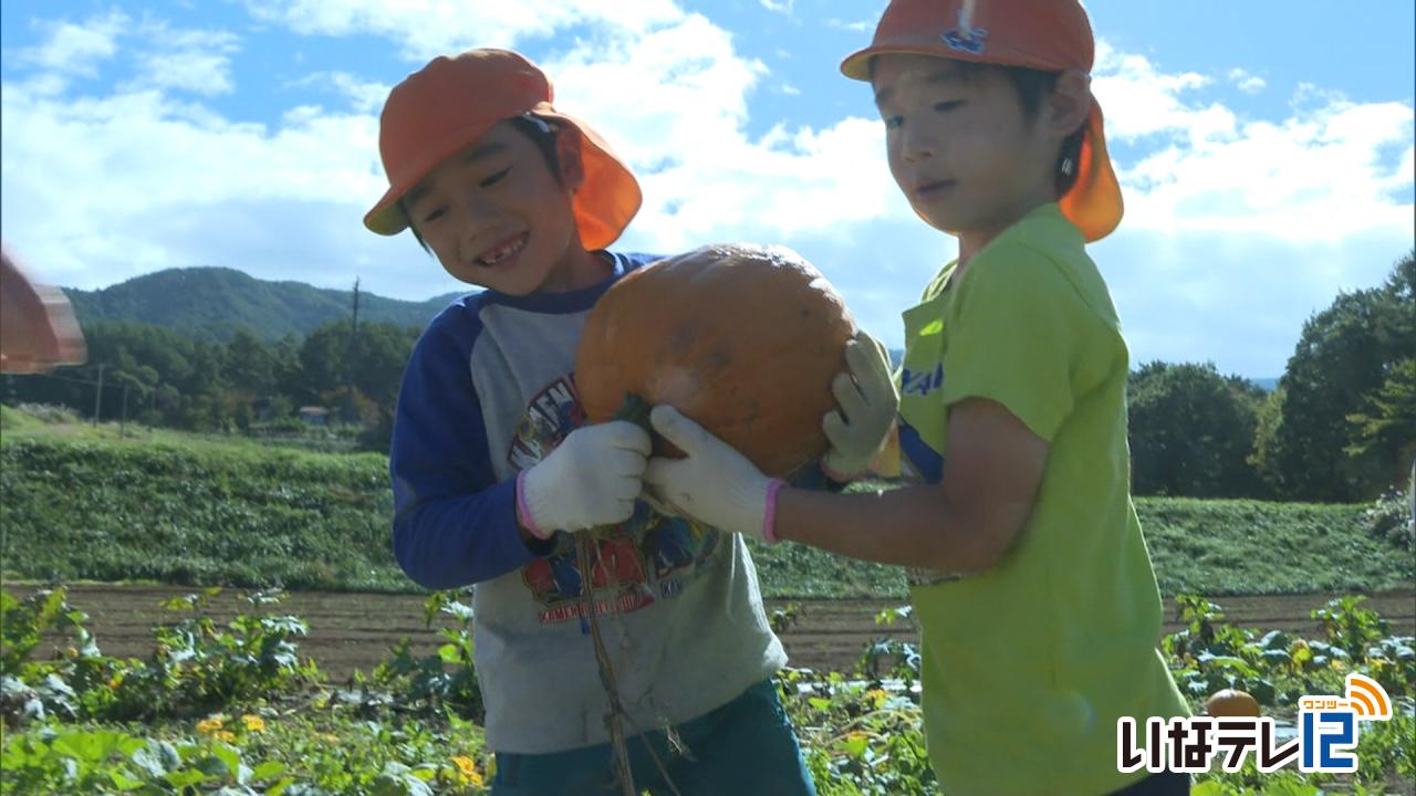 新山保育園　ハロウィンカボチャ収穫