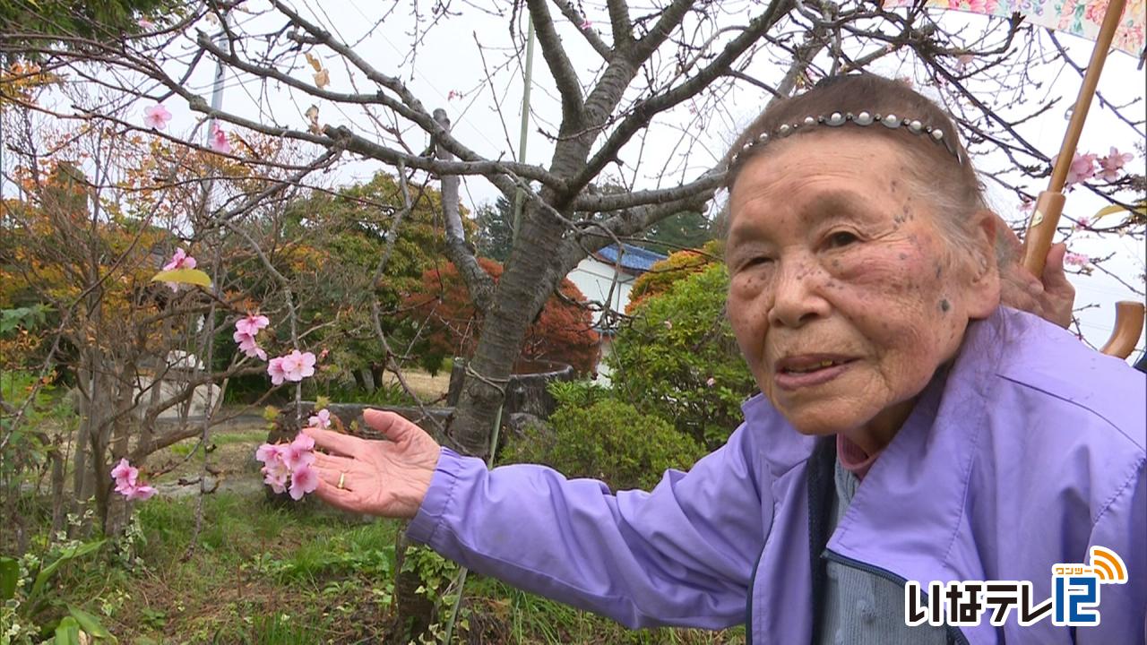 中村高子さん宅に桜咲く