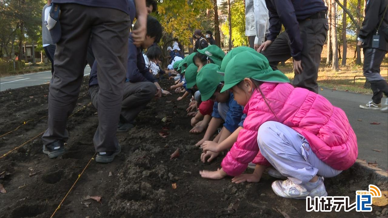 南原保育園の園児と上農生がチューリップ球根植え