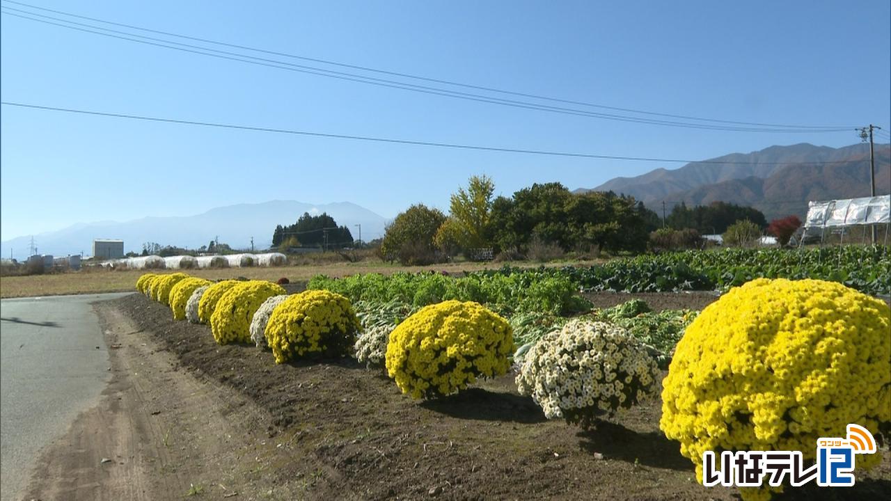 福島さんの管理する畑で菊が見頃