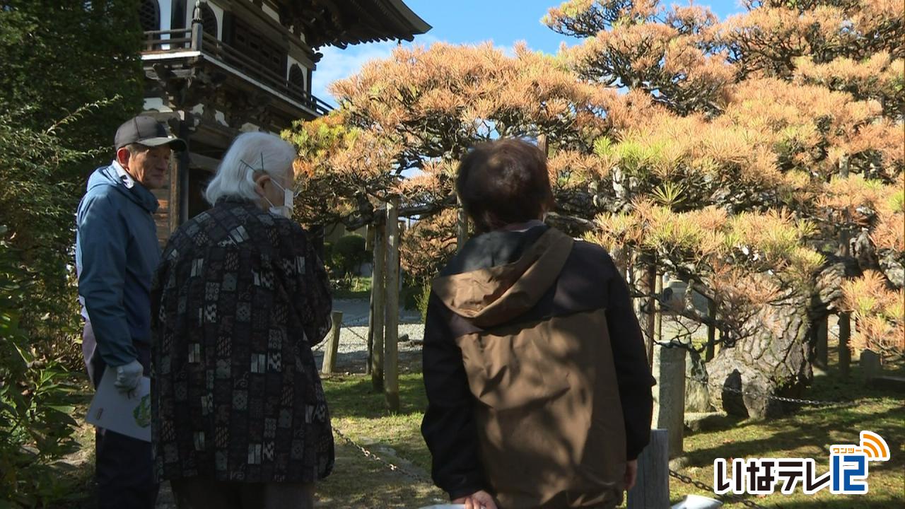 満光寺極楽の松 枯れ始める