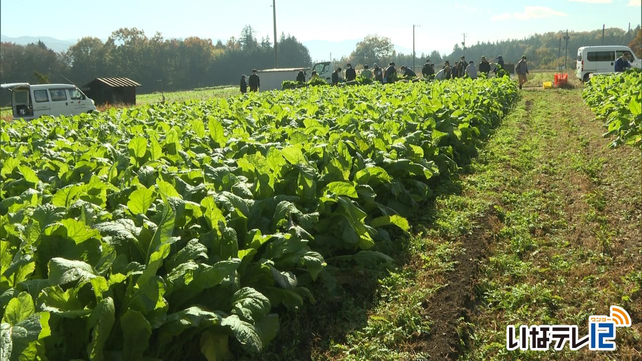 農福連携で野沢菜の収穫